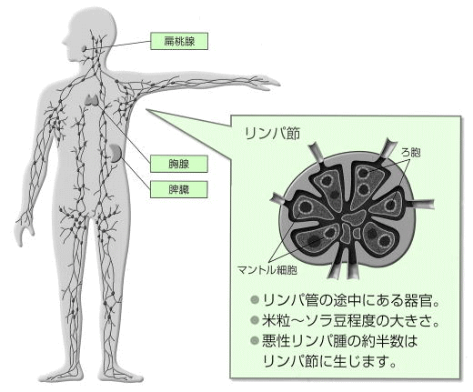 リンパ管とリンパ節のイメージ