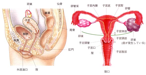 図1　卵巣の位置と構造