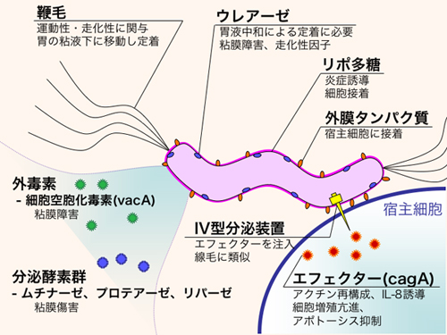 ピロリ菌の感染様式