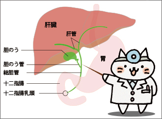 肝臓　胆のう　胆のう管　総胆管　十二指腸　十二指腸乳頭　胃　肝管