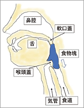 摂食・嚥下のステップ