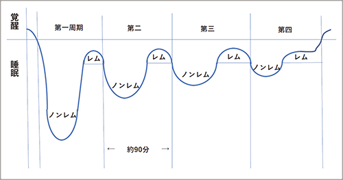 睡眠サイクル