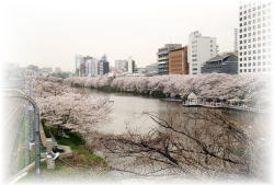 病院から望む桜の外堀