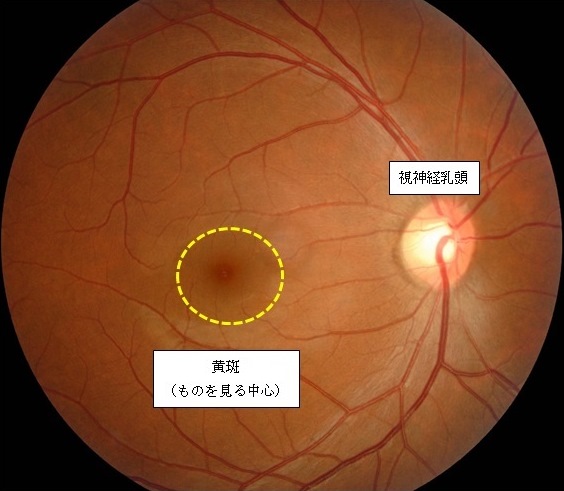 図4 正常の網膜