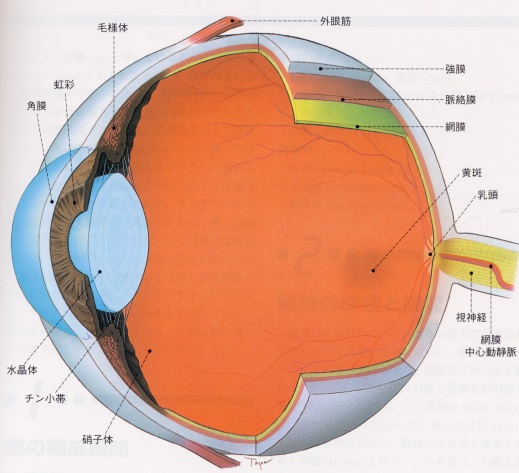 図1 眼球の断面図