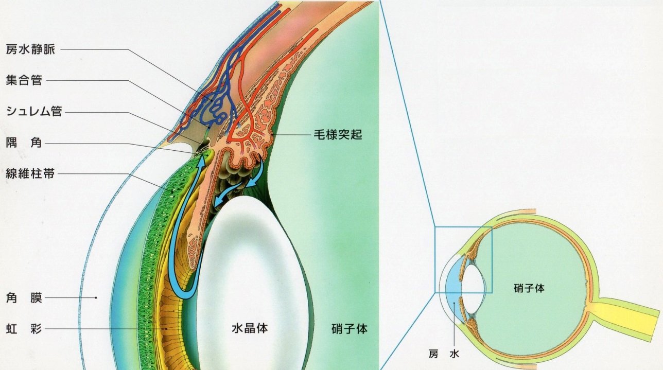 図2　隅角の模式図