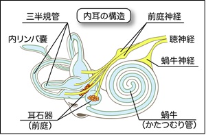 良性発作性頭位めまい症の内耳の構造