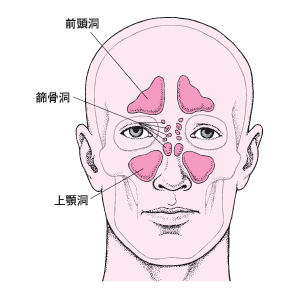 ＜副鼻腔の図＞