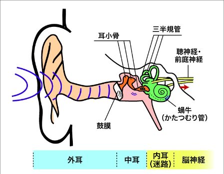 耳の構造