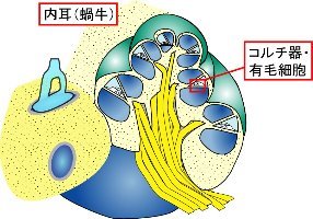 内耳の構造