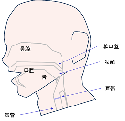 発声に関する部位