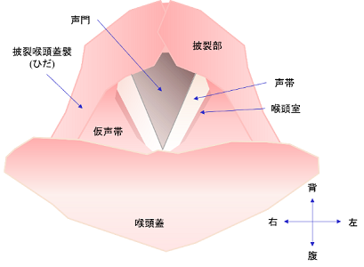 声帯を内視鏡でのぞいた図