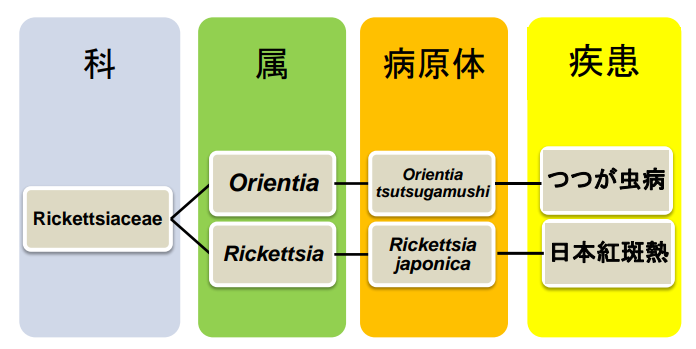 文献3)病原体について