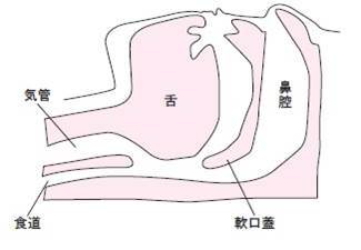 図1 上気道は開存