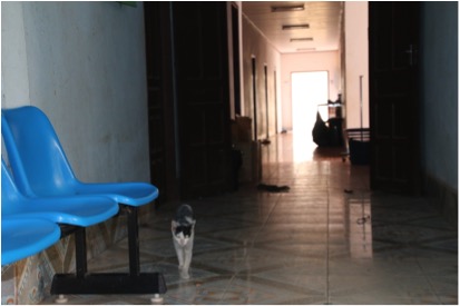 病棟の廊下を歩く猫
